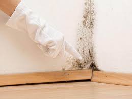 Best Environmental Consulting for Mold Prevention in USA